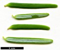 SpeciesSub: var. formosana 